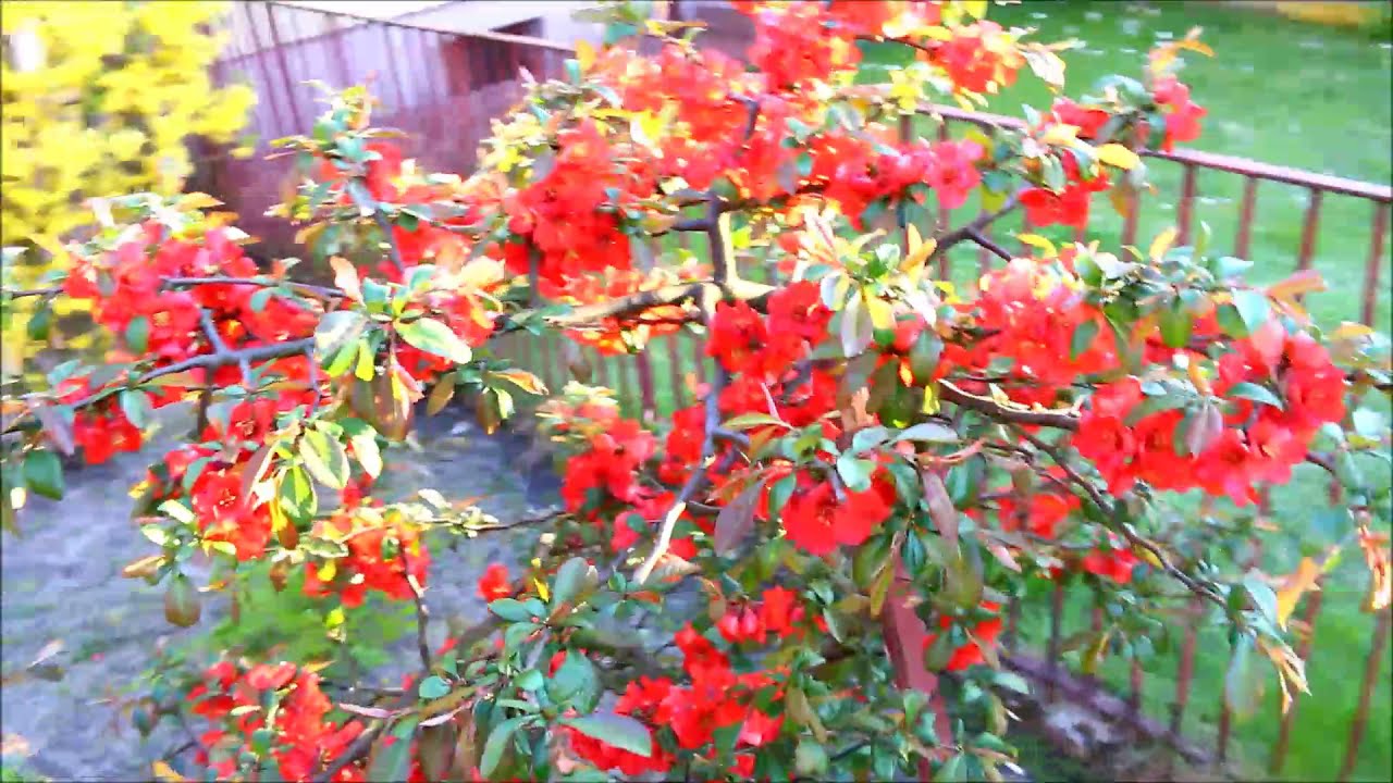 Pigwowiec japoński - Chaenomeles japonica