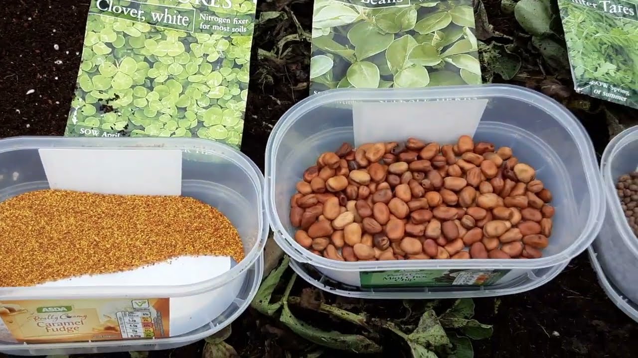 How Do I Prepare My Allotment Beds Ready For Spring 🌻 Green Manure Chop & Drop 🌻 Free Compost
