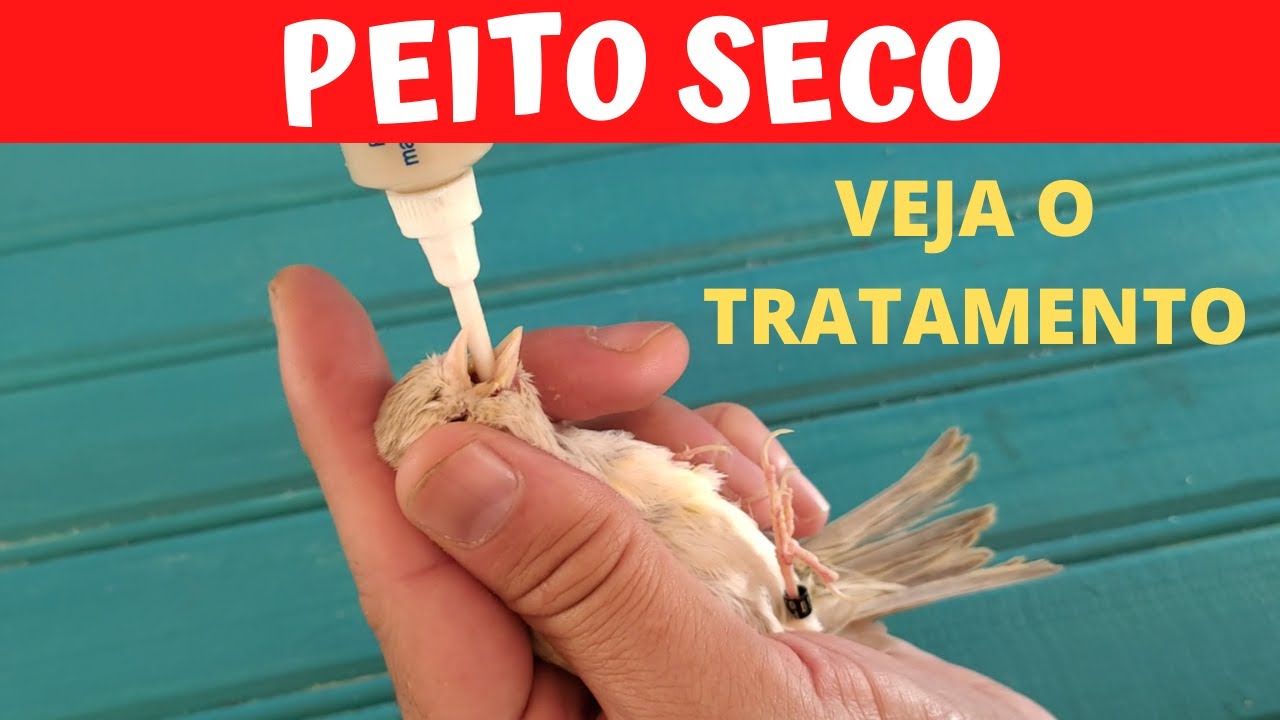 PEITO SECO - VEJA O TRATAMENTO NA PRÁTICA