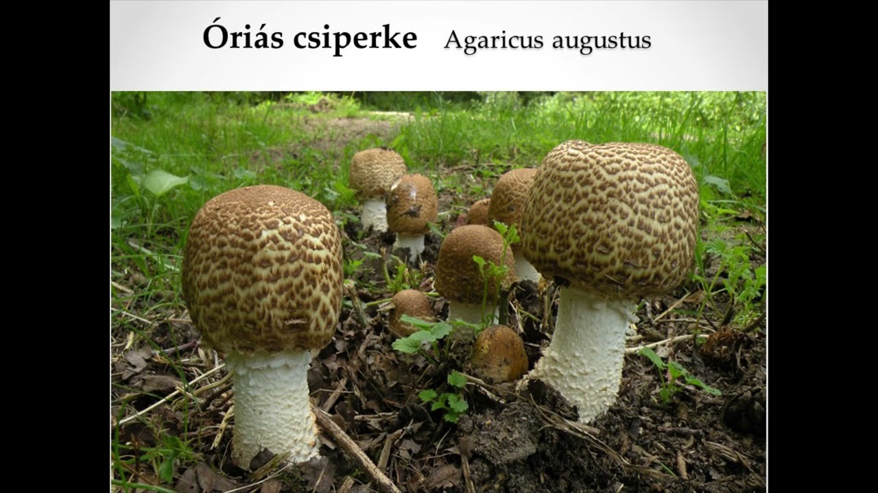Az Alföld növénytársulásainak és nagygomba világának néhány érdekessége 🌿🍄 - Dr. Rimóczi Imre