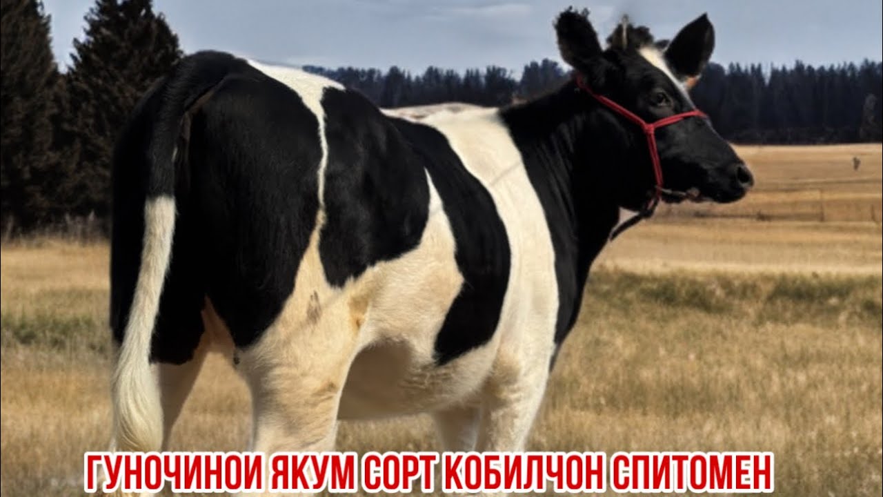 Ана ин гуночини парода 9 марта 2026 г.