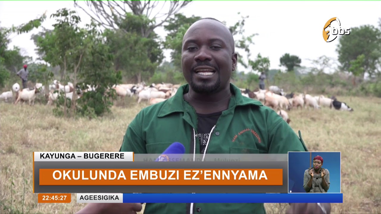Okulunda Embuzi