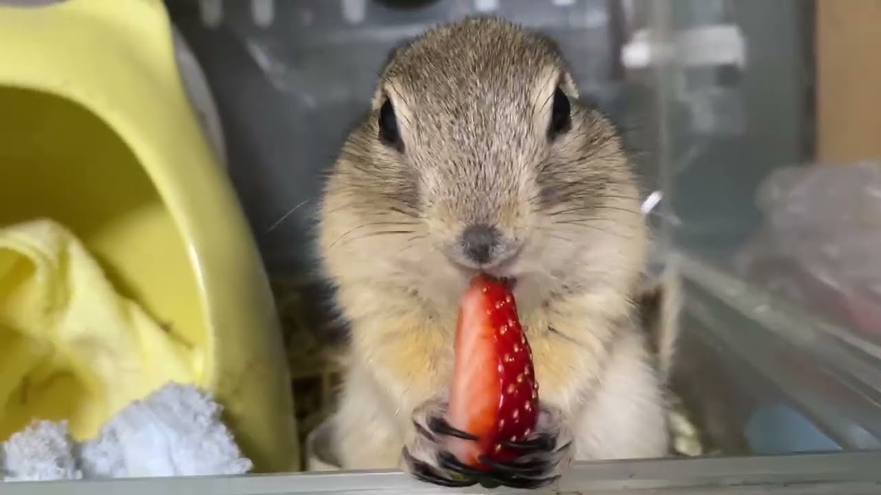 リチャードソンジリス　おまめ　いちご🍓
