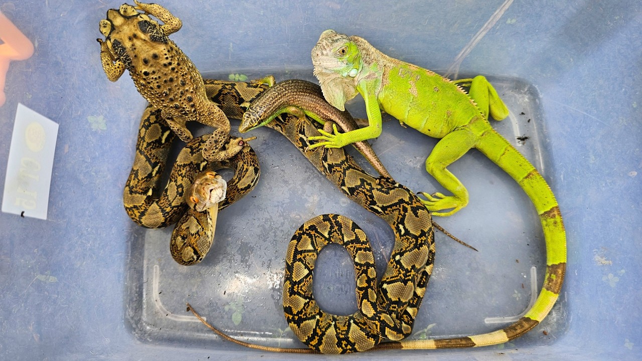 I searched for reptiles and amphibians, I got snake, lizard, iguana, frog, butterfly and worms