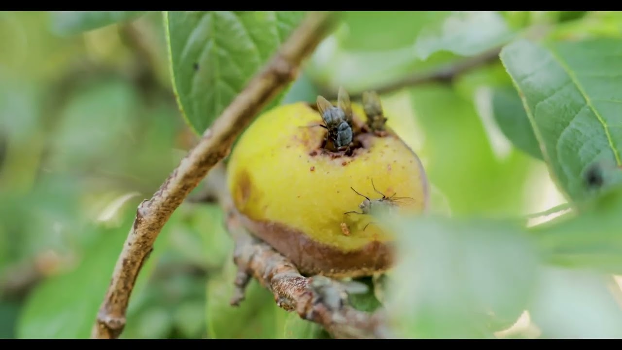 Seki ou Bizin Kone-Smart Agriculture-Ep4 (première partie)-LES RAVAGEURS COMMUNS.