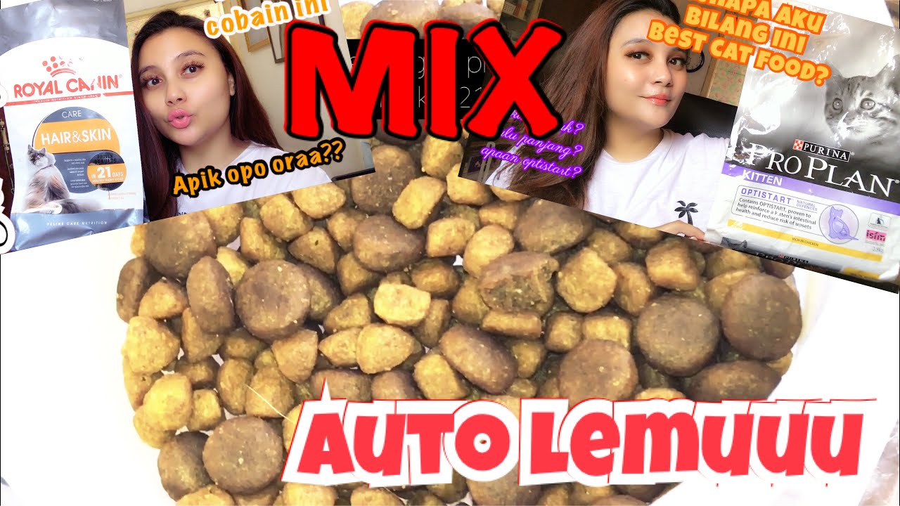 Makanan Kucing Bikin Gemuk : Aku MIX Proplan Kitten & RC HairSkin, Hasilnya kenapa WOW??