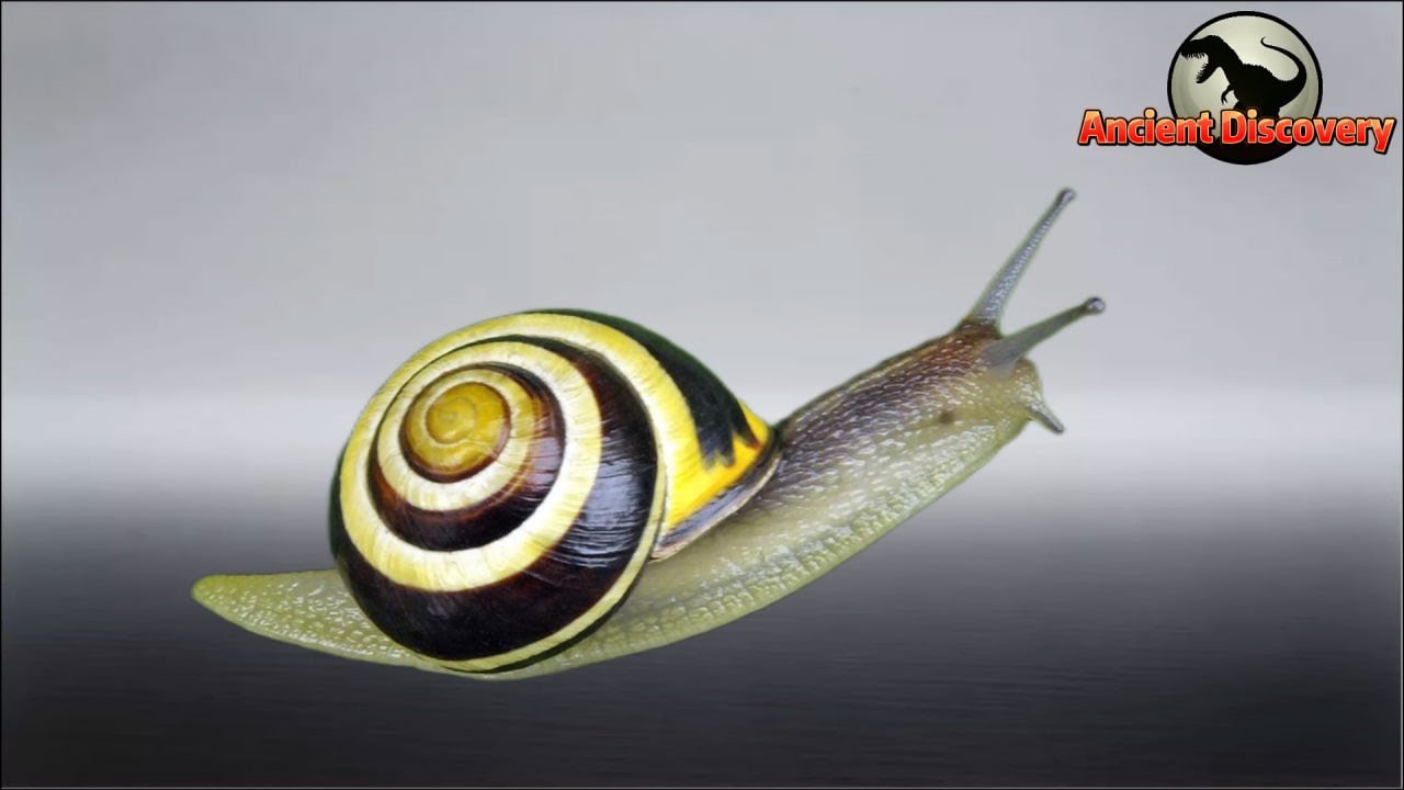 Mollusks Part 1 | The Happy Evolutionary Journey of Gastropoda | Evolution Story