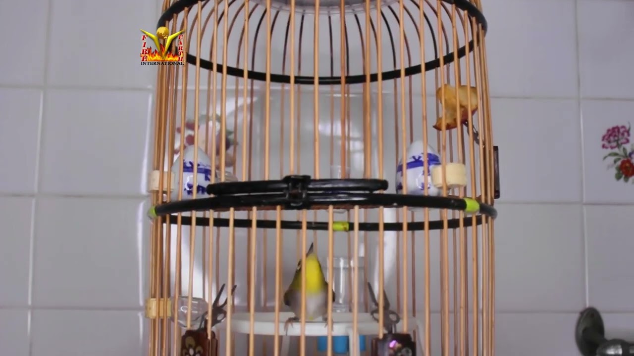 Malaysian Mata Puteh   Buka Sing   Raja out from large cage  with other putehs 16 August 2023