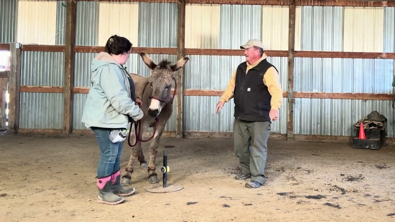 Teaching your BLM burro to stand calmly for the farrier