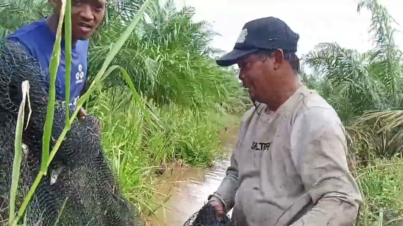 Nangkul di parit satu kli Tarik dapat bnyak😮😮😮