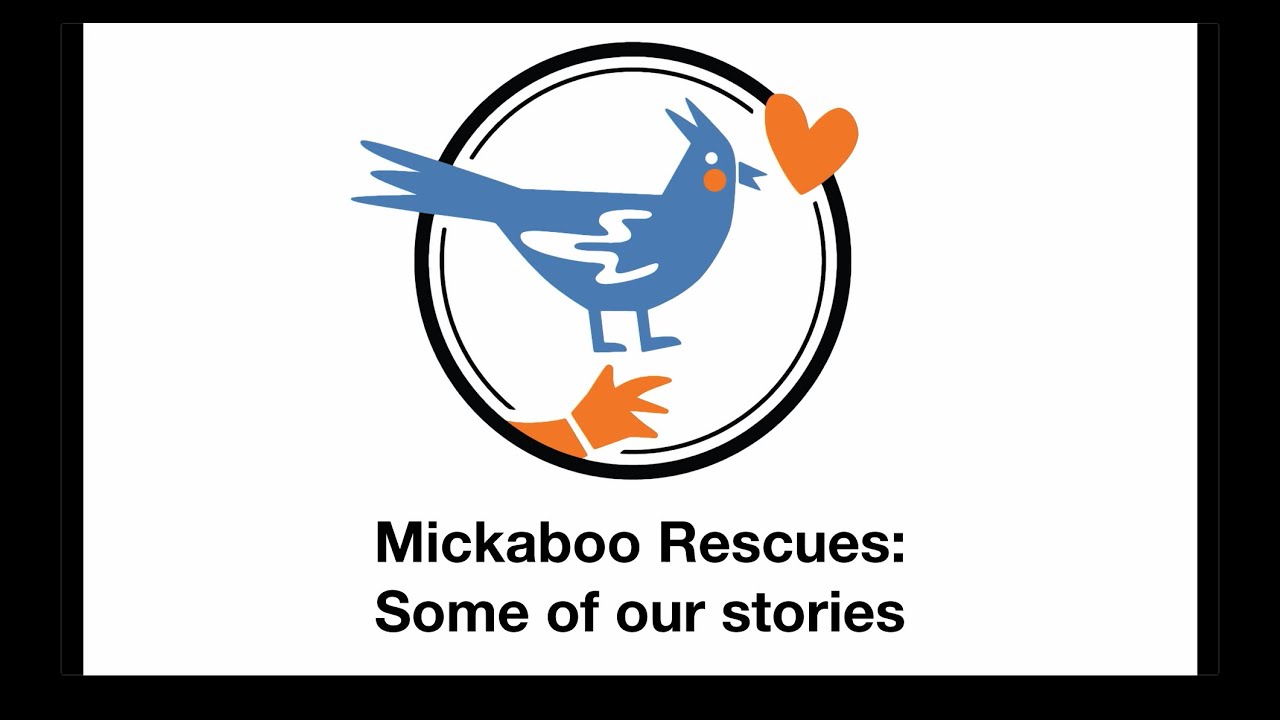 Mickaboo Rescues: Six stories