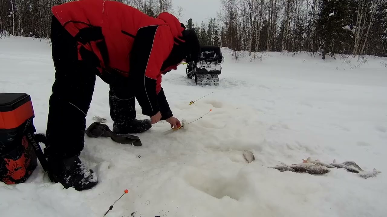 Бешеный клев сороги 12 03 2026