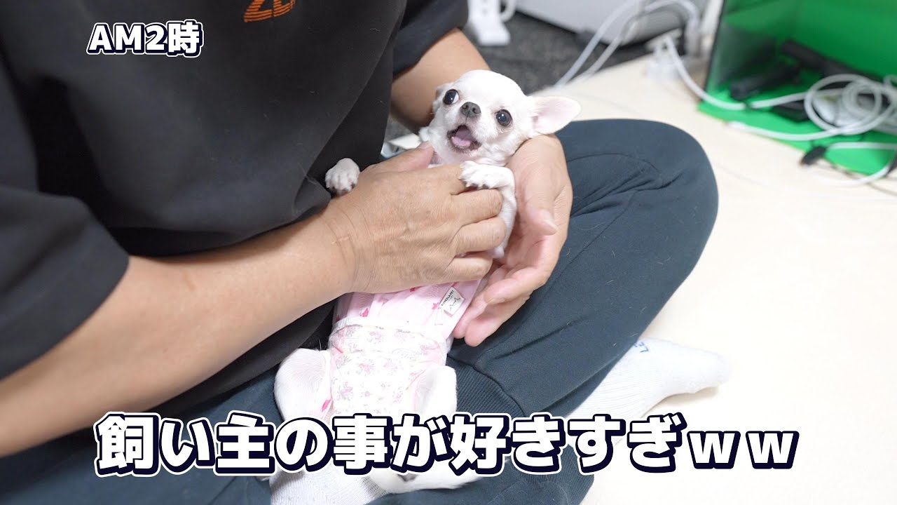 夜中だろうが何だろうが飼い主から1秒も離れたくない子犬が可愛すぎました