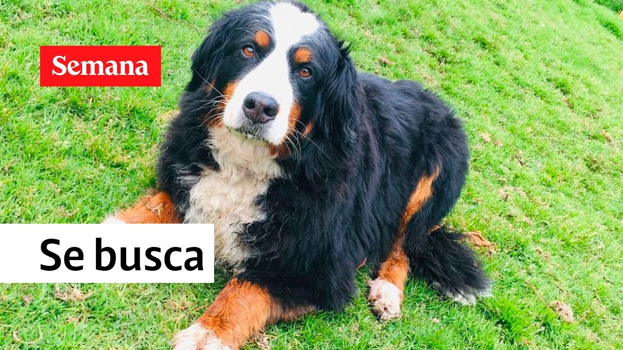 Kiara, la extraña historia de una perrita perdida en la Calera | Semana Noticias
