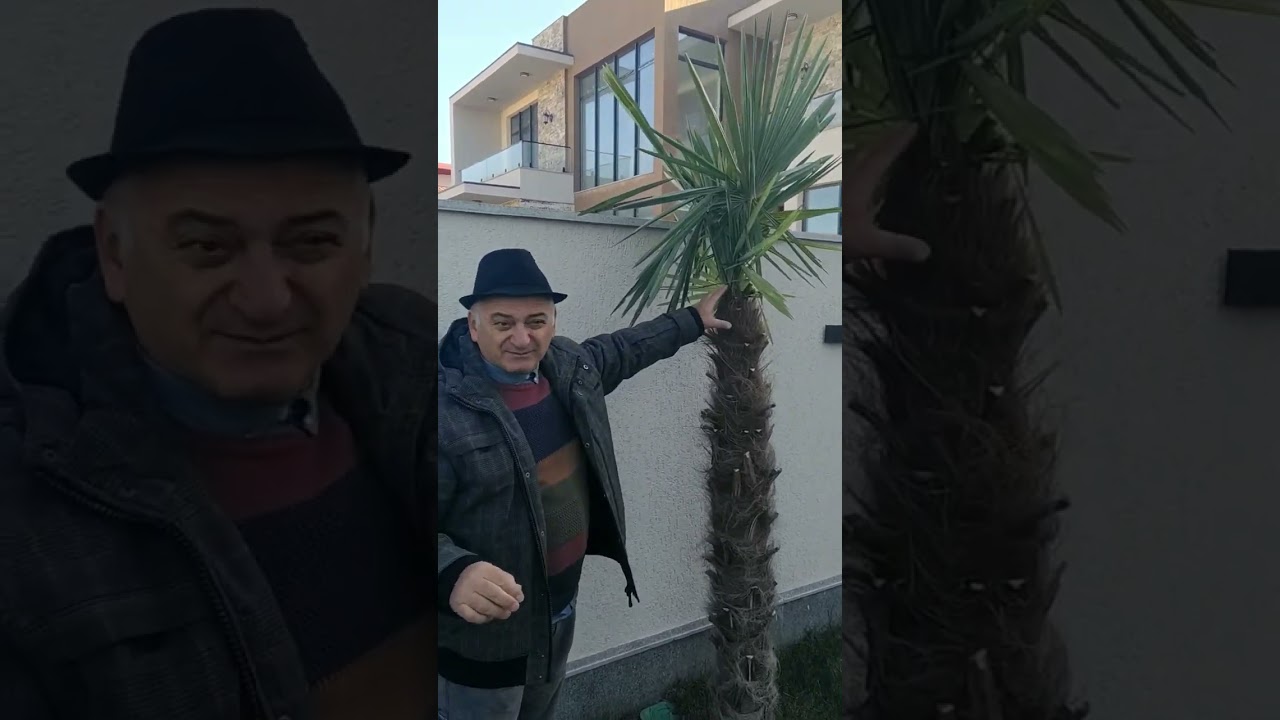 პალმის შეფუთვა გამოსაზამთრებლად