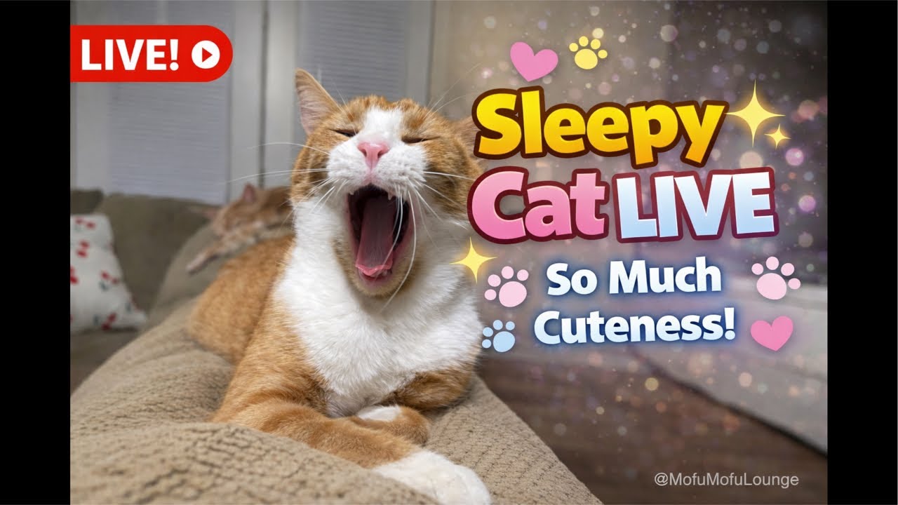 Too Cute to Handle! 🐾 Sleepy Cat LIVE #cat #cats