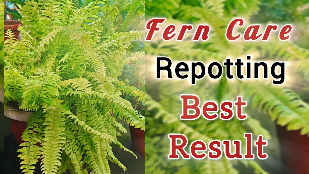 How to grow n care about FERN PLANTS||VARIEGATED ||ornamental plants 👌#green garden 