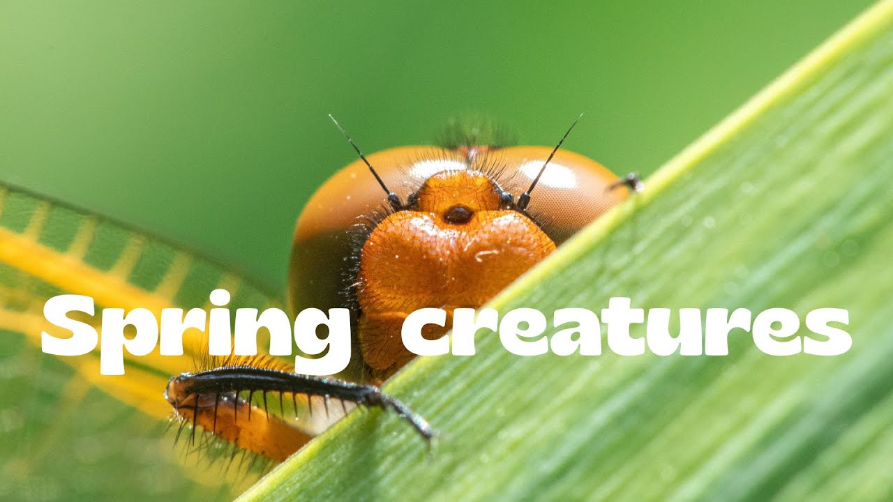 Little Spring Creatures On MACRO !! 🐝🐞