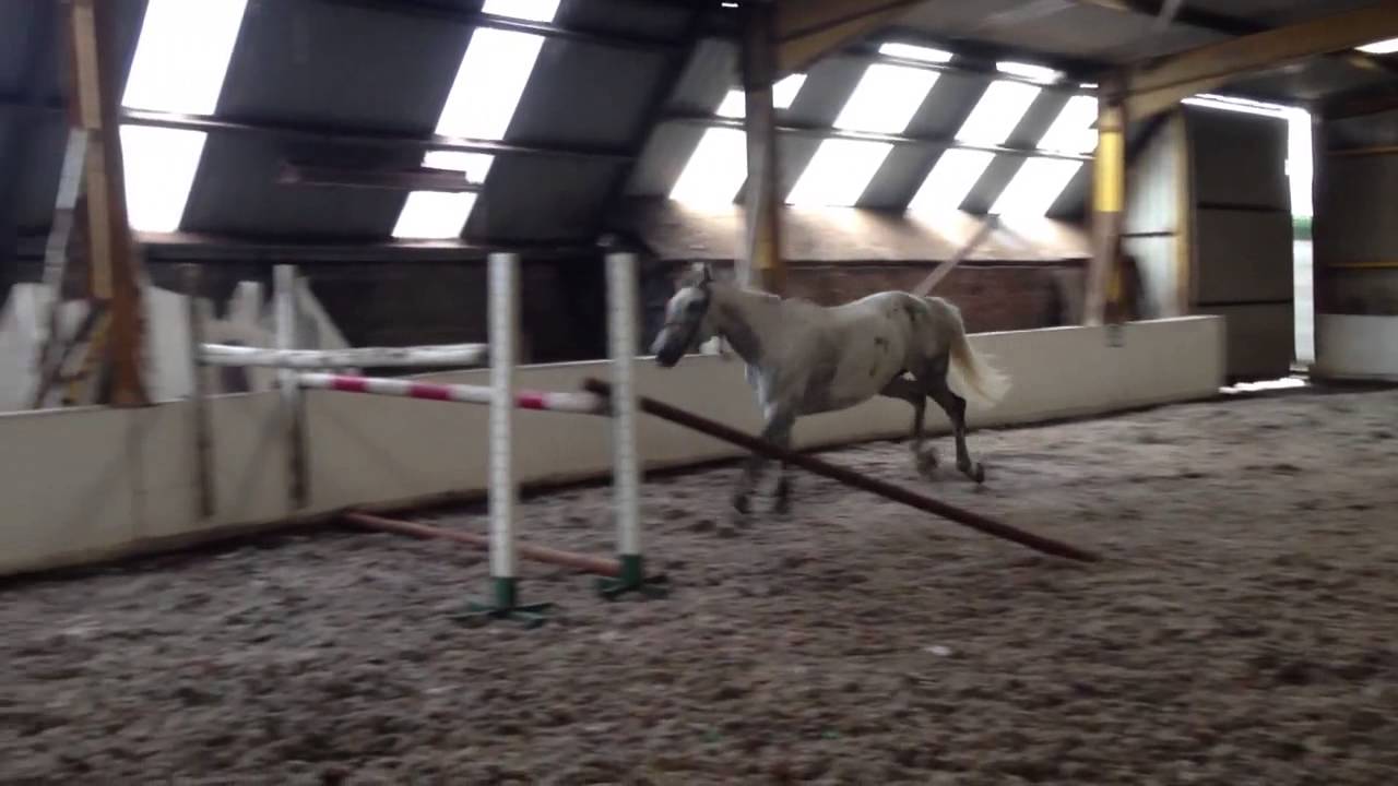 BEECHMOUNT phoebe loose jumping 1.45m