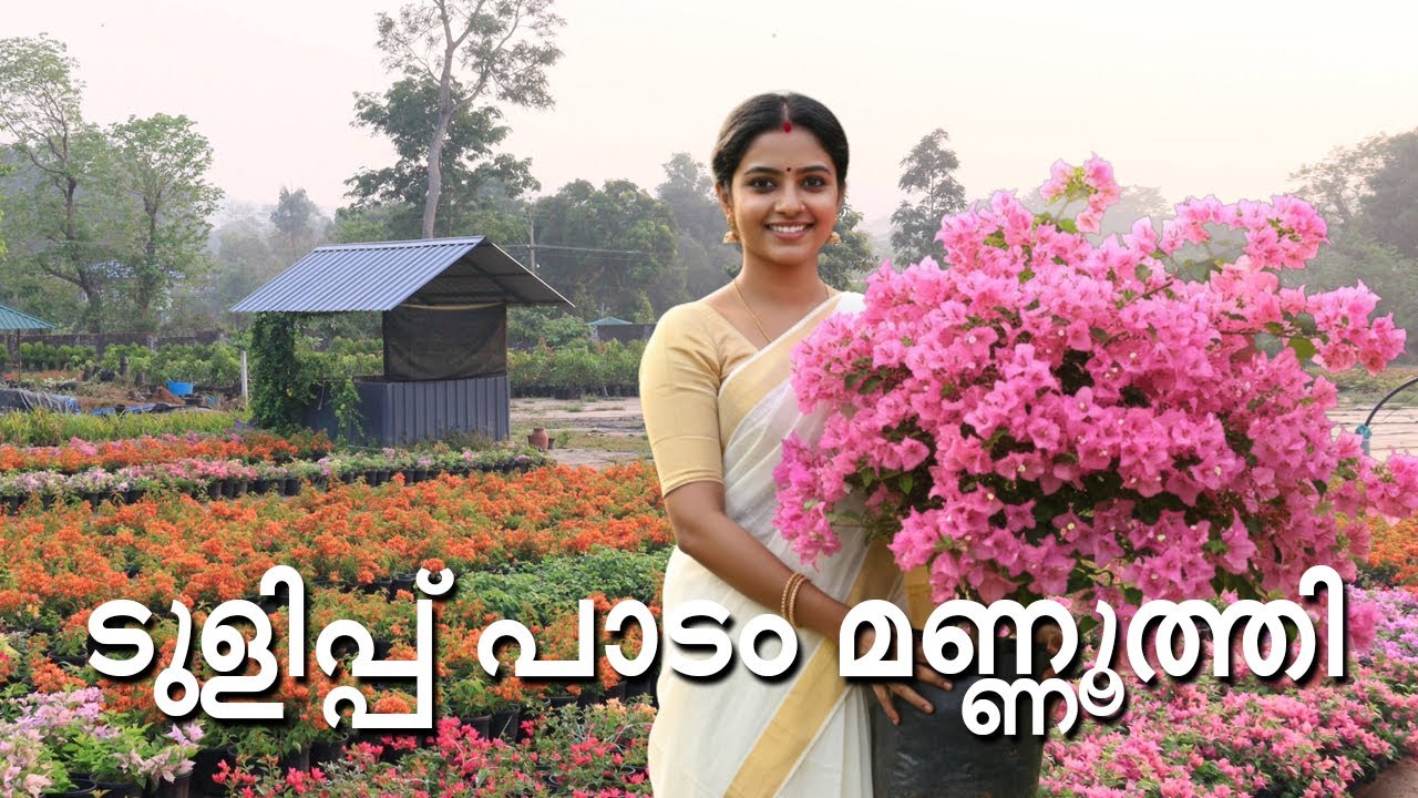 വരാൻ പോകുന്ന ബോഗൈൻ വില്ലേ സീസണിലെ പുതിയ ഹൈബ്രിഡ് വെറൈറ്റികൾ l മണ്ണുത്തി അടുത്തുള്ള ഗാർഡൻ l 2025