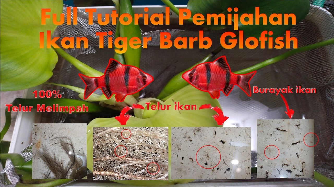 FULL TUTORIAL BREEDING GLOFISH SUMATRA TIGRE BARB  