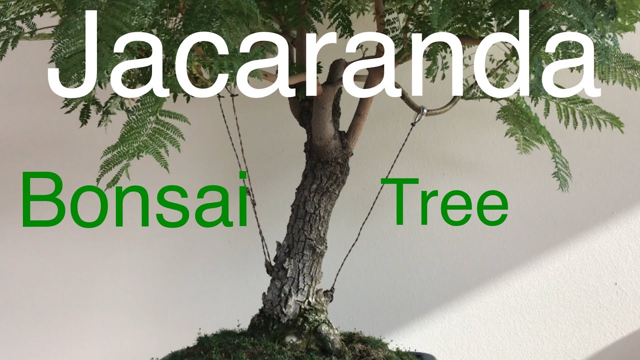 Bonsai - Jacaranda Tree summer Pruning August 2019