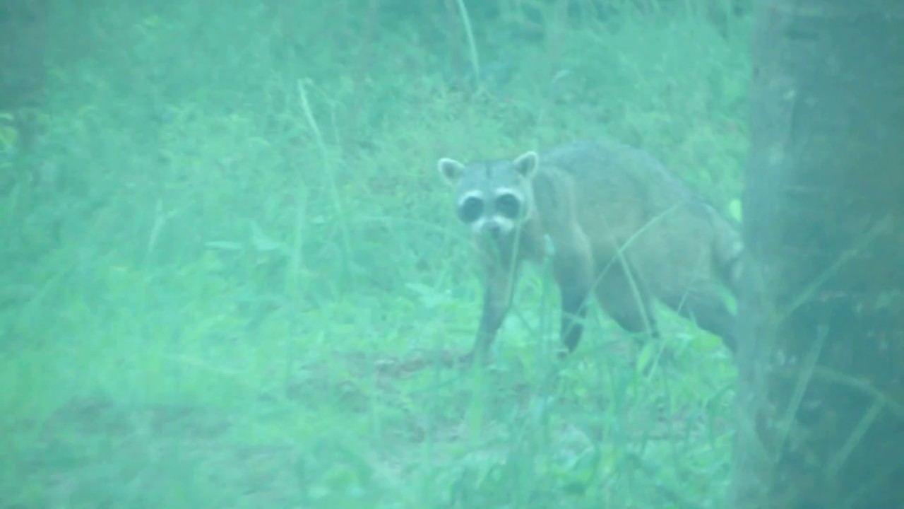 Guaxinim - Procyon cancrivorus