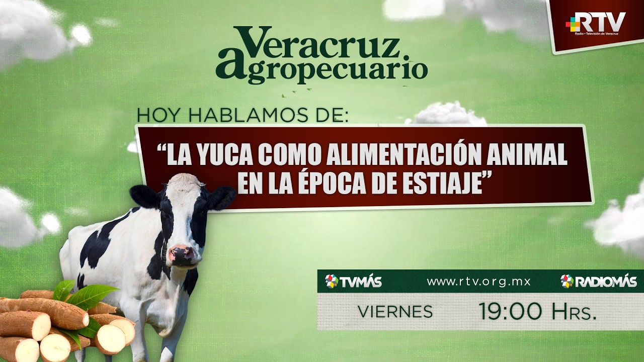 Veracruz Agropecuario - La yuca como alimentación animal en la época de estiaje