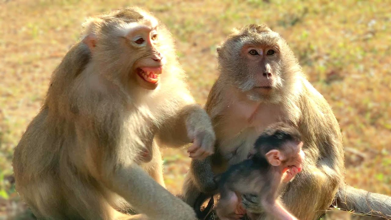 Monkey Protect a Baby #monkey