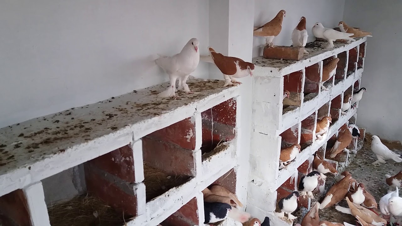 My New Setup Of Pigeons