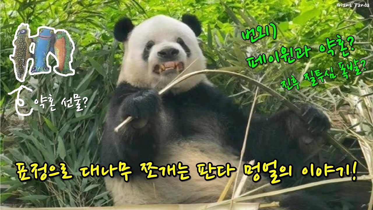 사육사한테 배운 판다 멍얼 대나무 쪼개기 그리고 푸바오 이모 페이윈과 약혼?