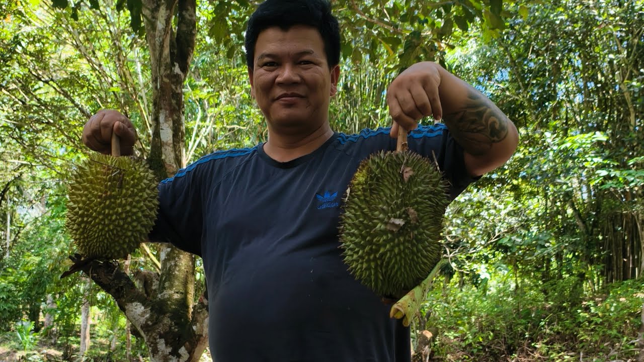 Cari buah durian di belakang rumah//25.10.2025