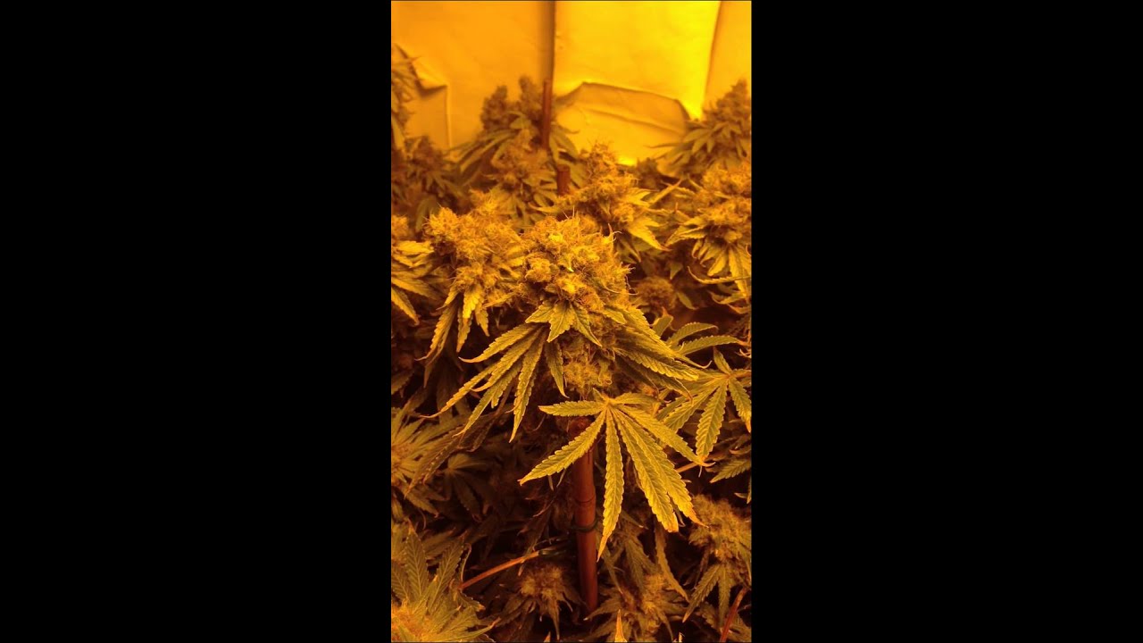 Jackberry x KO Kush @ 7 weeks