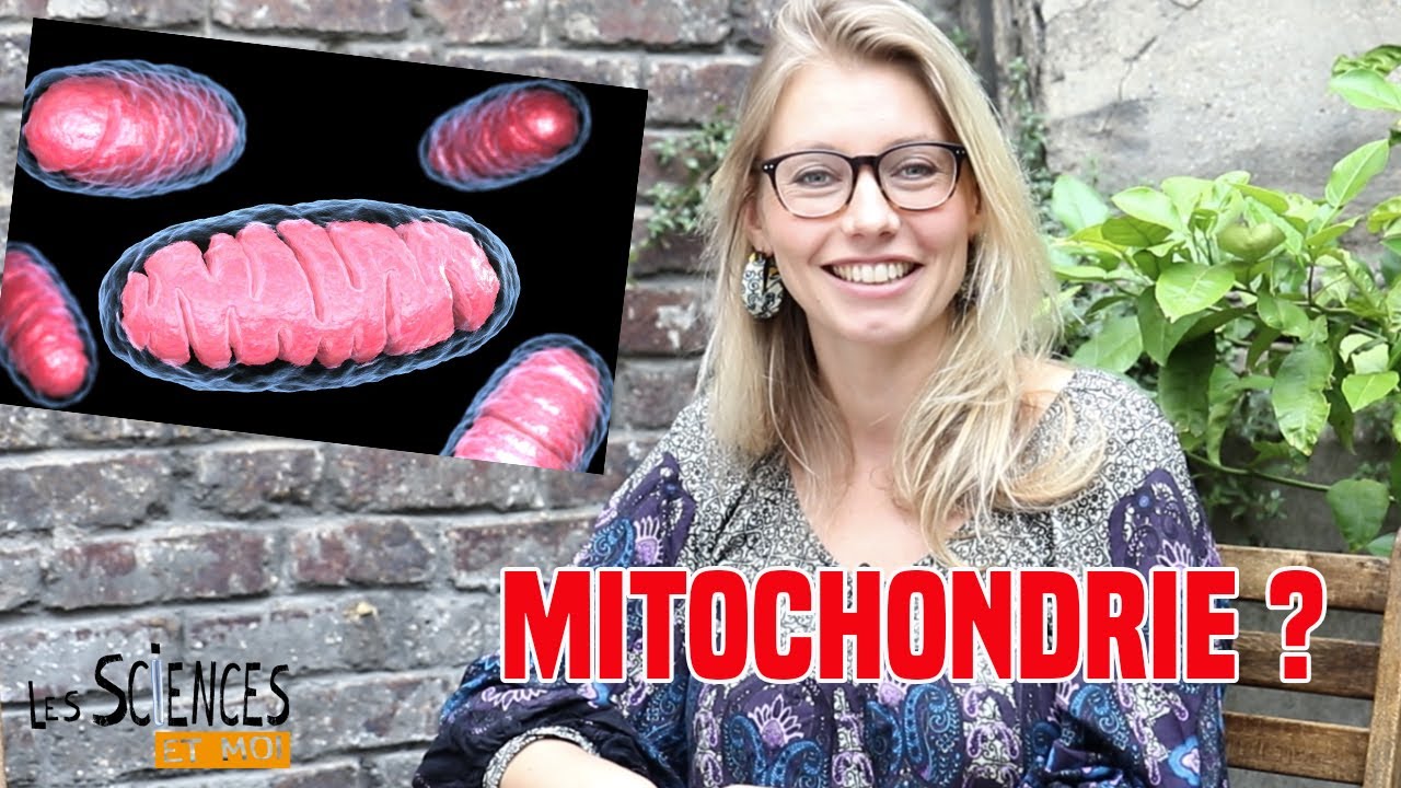 Mitochondrie : la définition dans 
