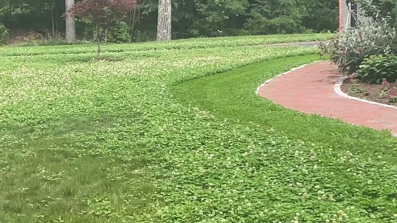 Clover Lawn - June update