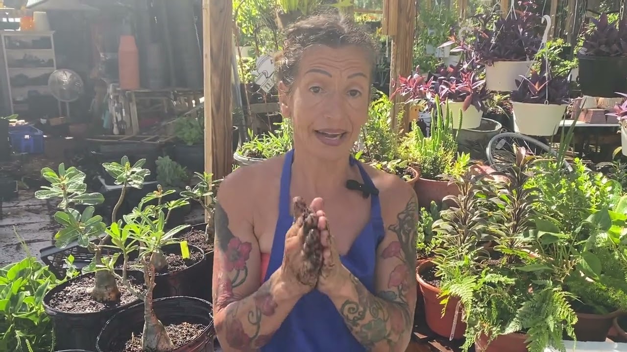 Three ways to raise your desert roses August 4, 2022