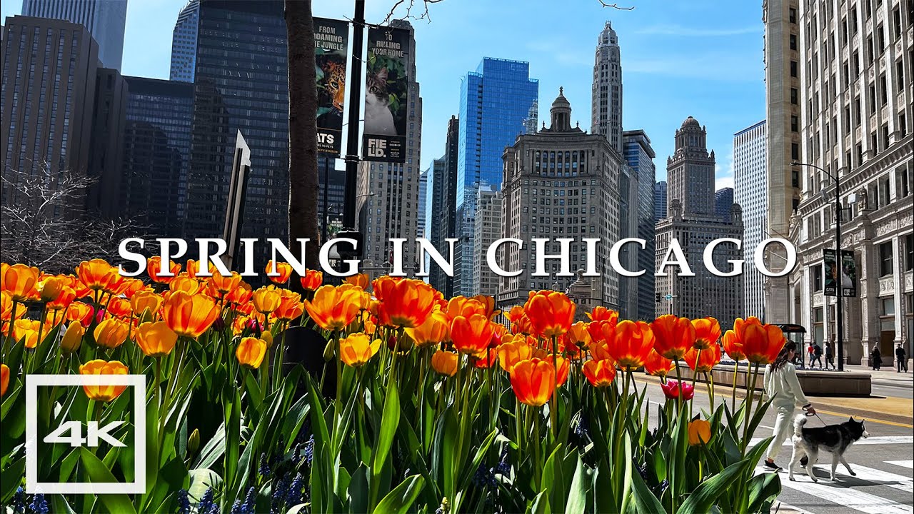 Spring in Chicago 🌷 Tulips Bloom in Downtown, Magnificent Mile | 4K HDR 60fps