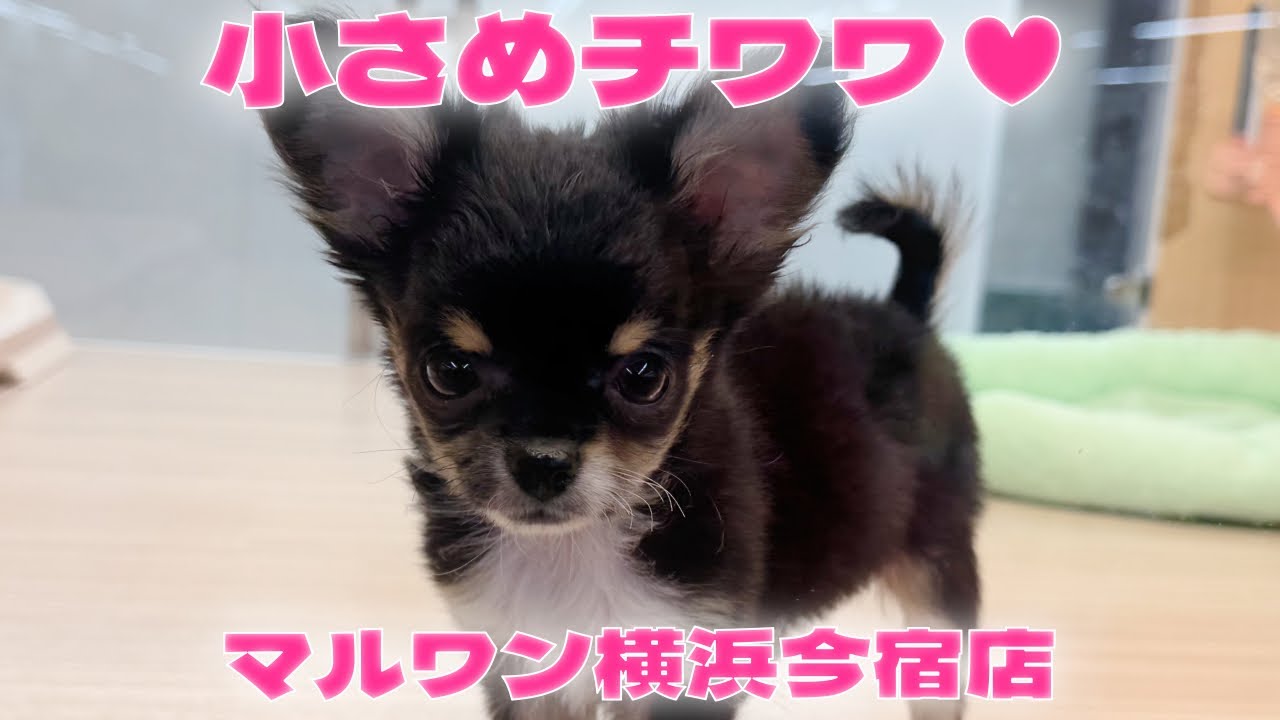 【チワワ】生後3ヶ月体重788g！可愛く元気に成長中の小さめな女の子♥最新動画！