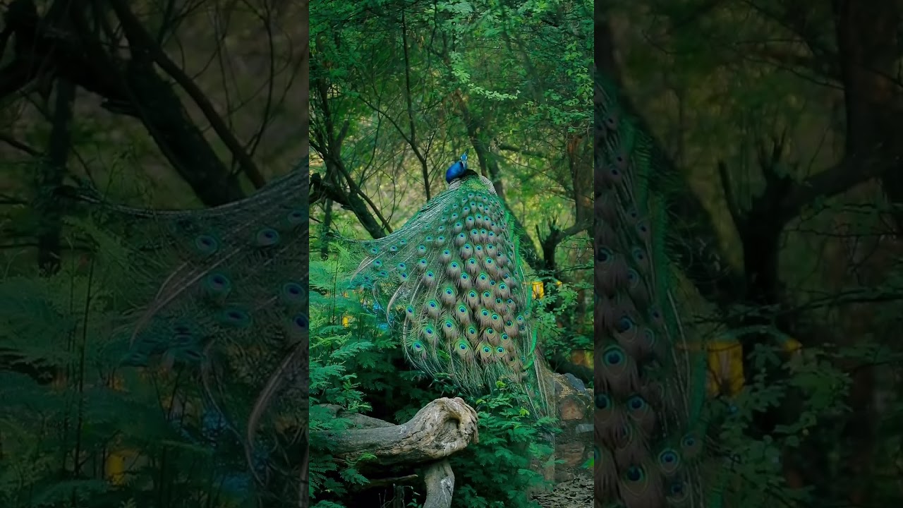 peafowl 