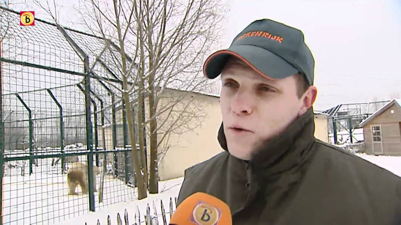 Ijsbeer eet jong op