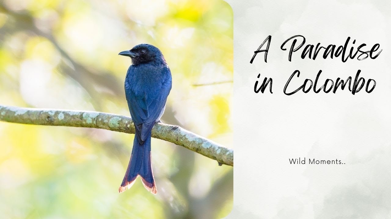 A Paradise in Colombo | Diyasaru Park