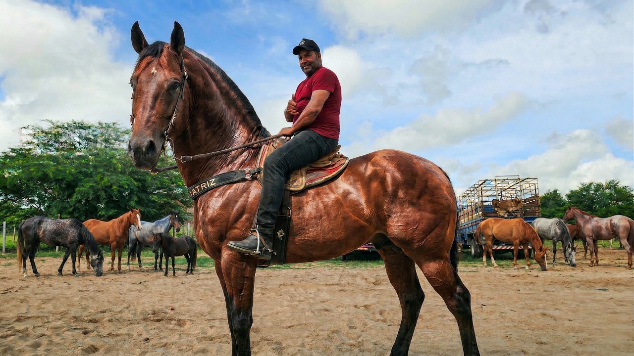 FEIRA DE CAVALOS DE CACHOEIRINHA PE, QUINTA FEIRA, (19/03/26)