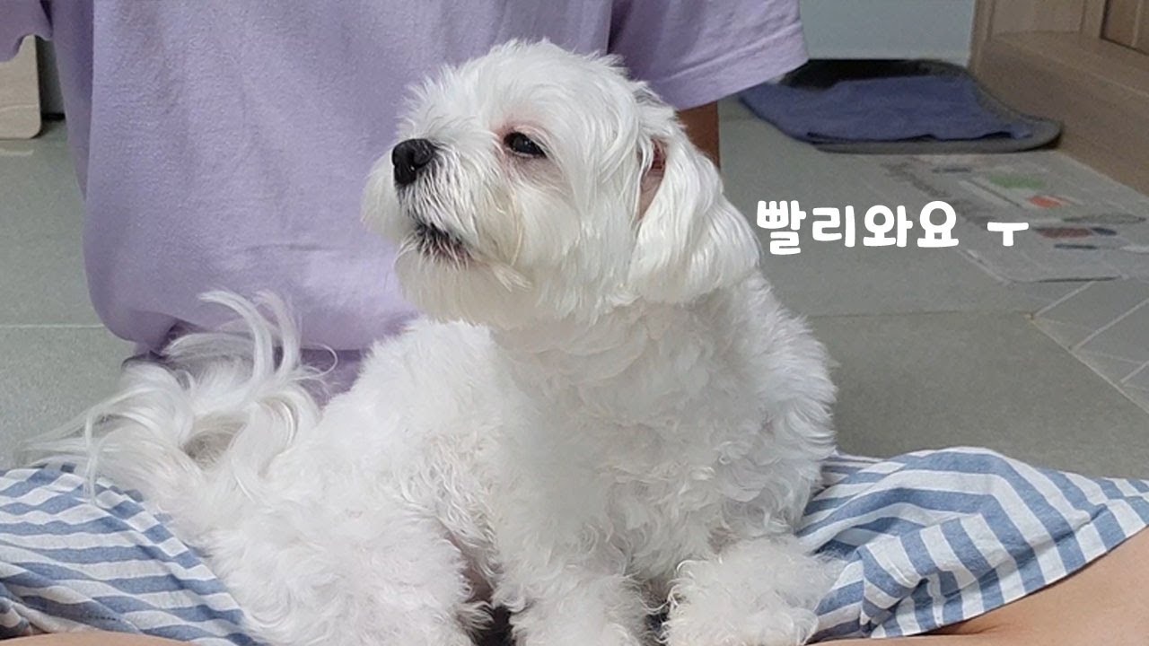 아빠랑 영상통화하다 진짜 울음터진 강아지 (감동ㅠㅠ)