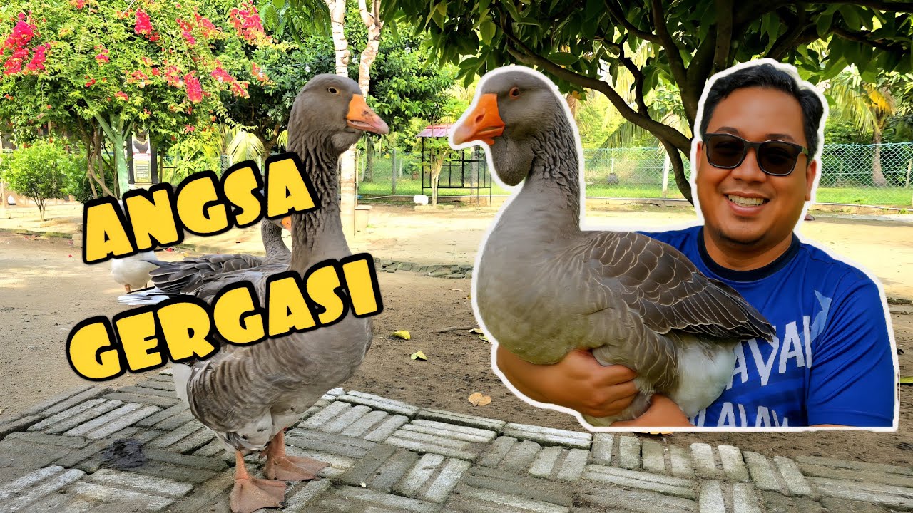 ✅️ Angsa Paling Jinak Saya Pernah Bela. Tak Bising! Angsa Toulouse