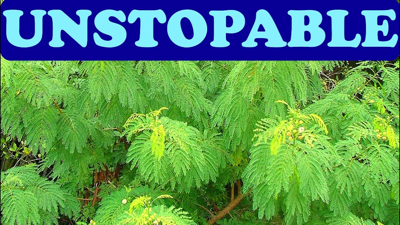 Leucaena: Permaculture miracle tree! chop not drop.