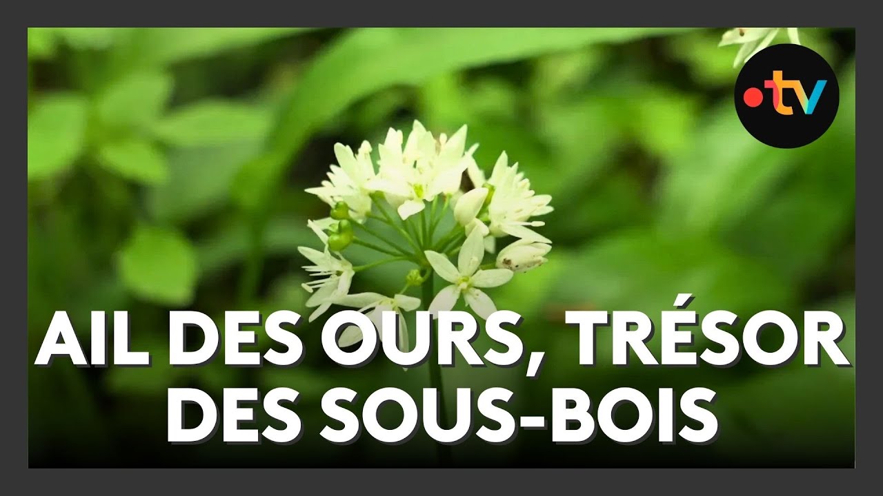 Terroir : l'ail des ours, des sous-bois &agrave; l'assiette