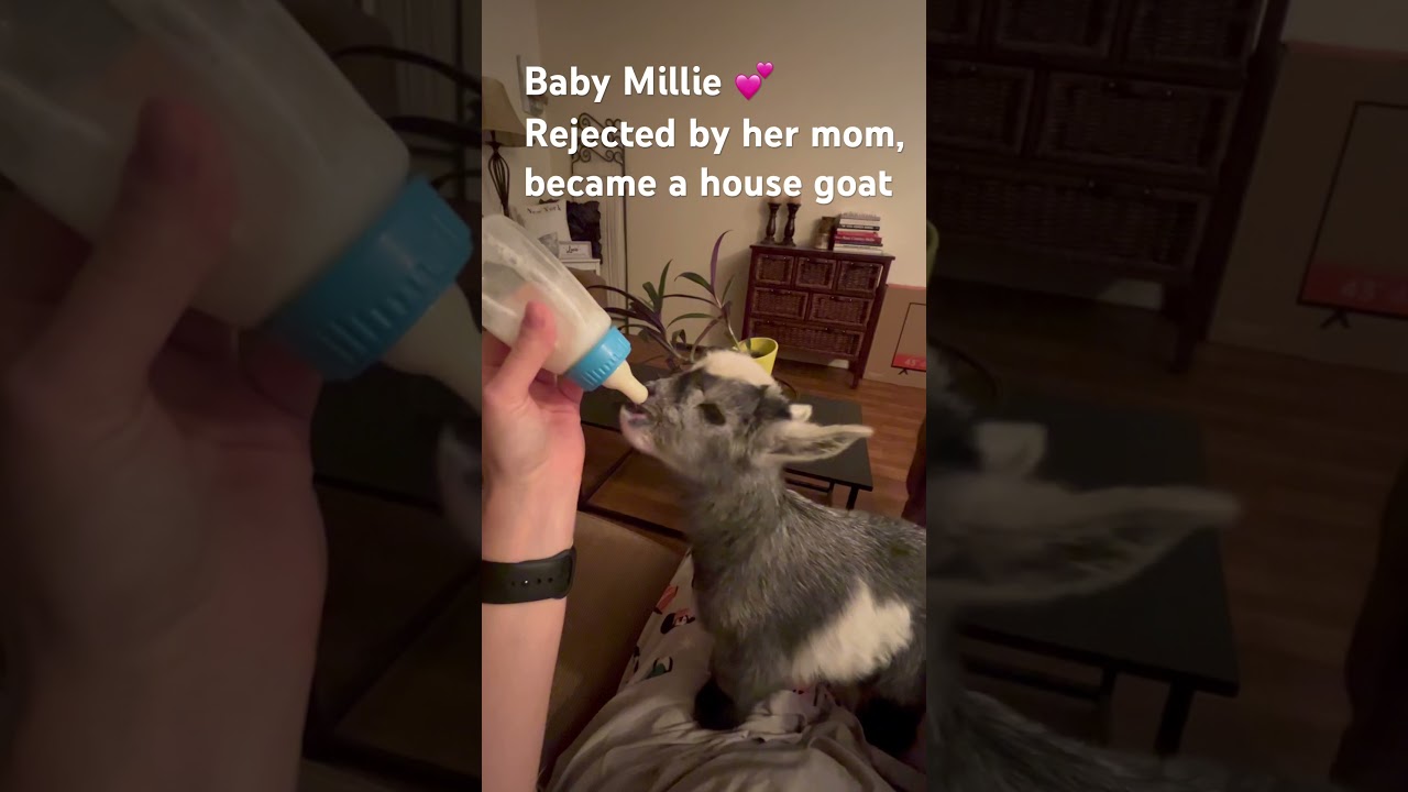 Bottle Feeding Baby Pygmy Goat Rejected by Mom 