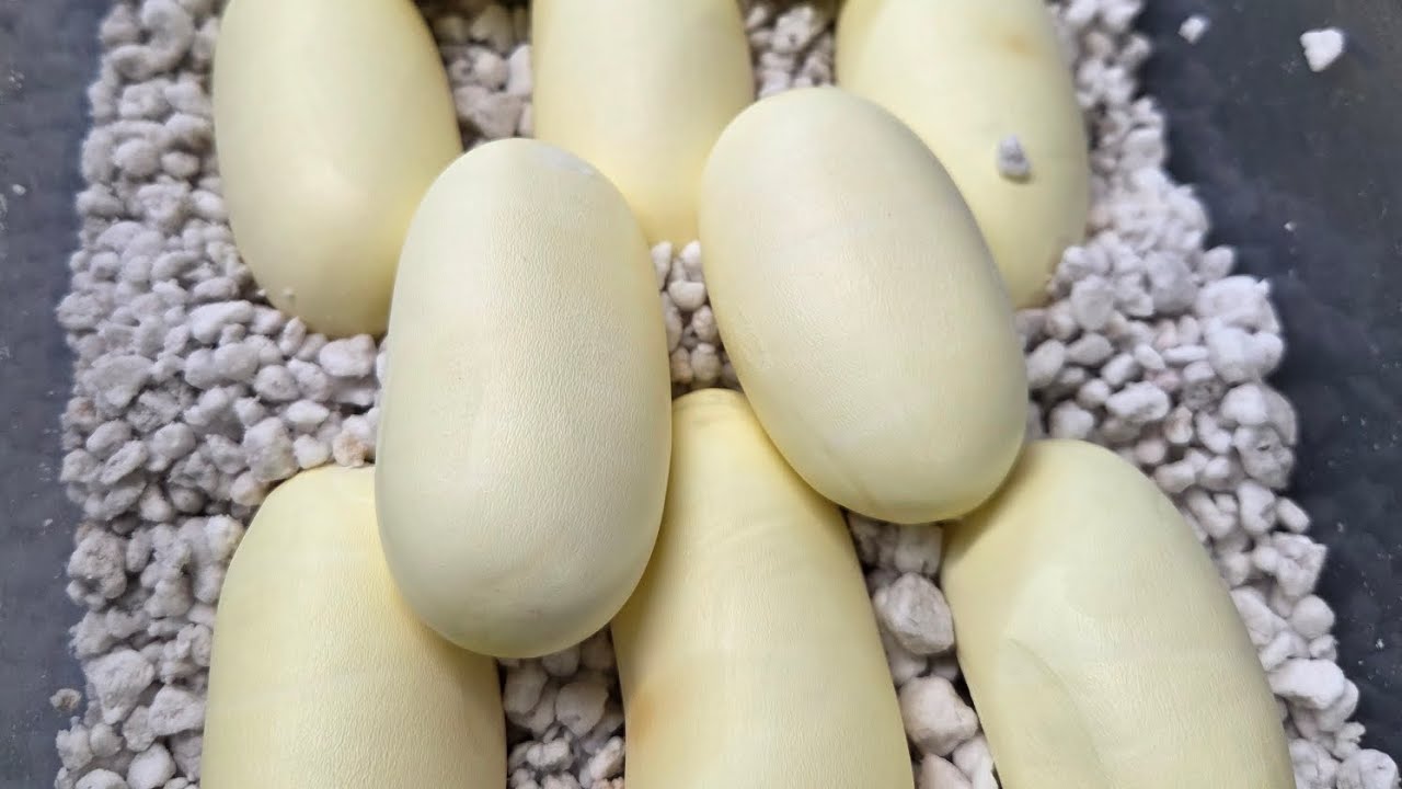 False water cobra laid eggs!