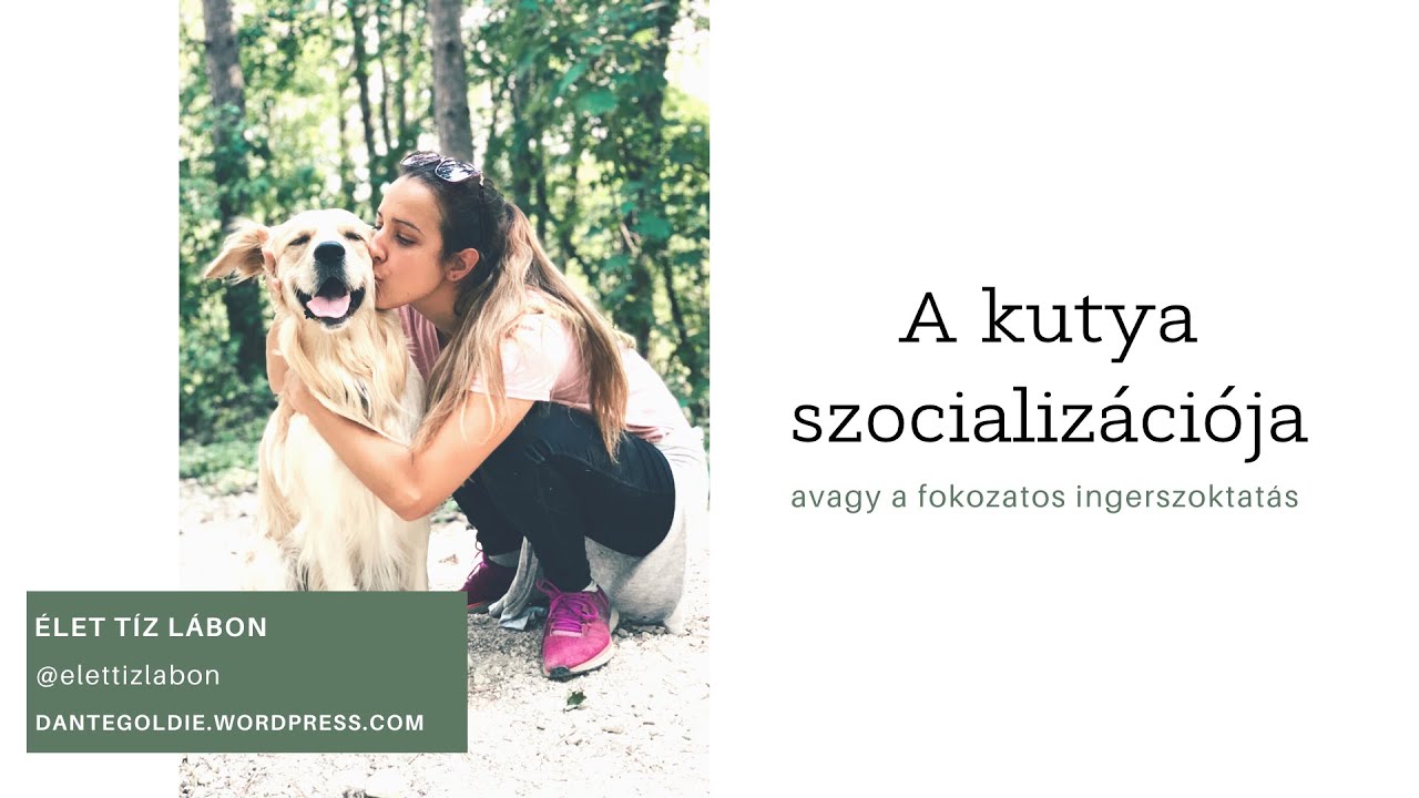 A kutya szocializációja, fokozatos ingerszoktatás
