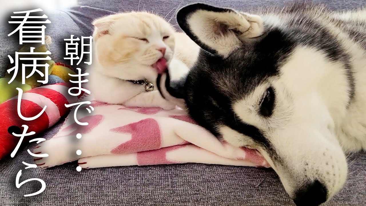 猫が元気がない犬を徹夜で看病した結果こうなりました
